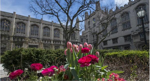 Flowers on UChicago Campus